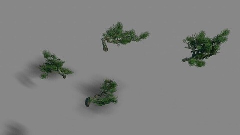 Acacia - pine - foliage 02