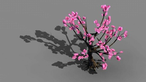Acacia School - Peach 02
