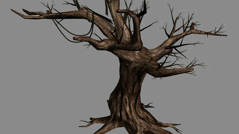 River Yangcheng - Ash tree trunk 01
