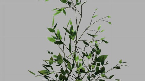 Huashan - small plant 02