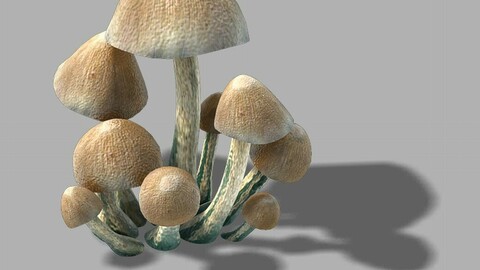 Huashan - small plants - mushrooms 01