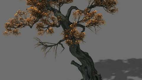 Huashan - plant - tree 02