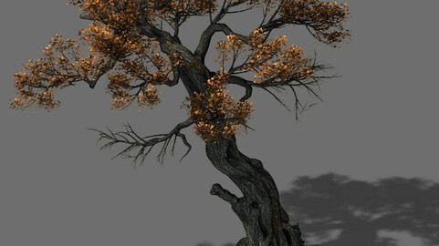 Huashan - plant - tree 04