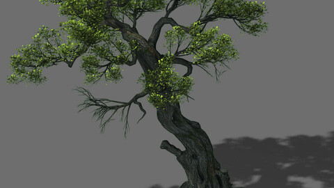 Huashan - plant - tree 05