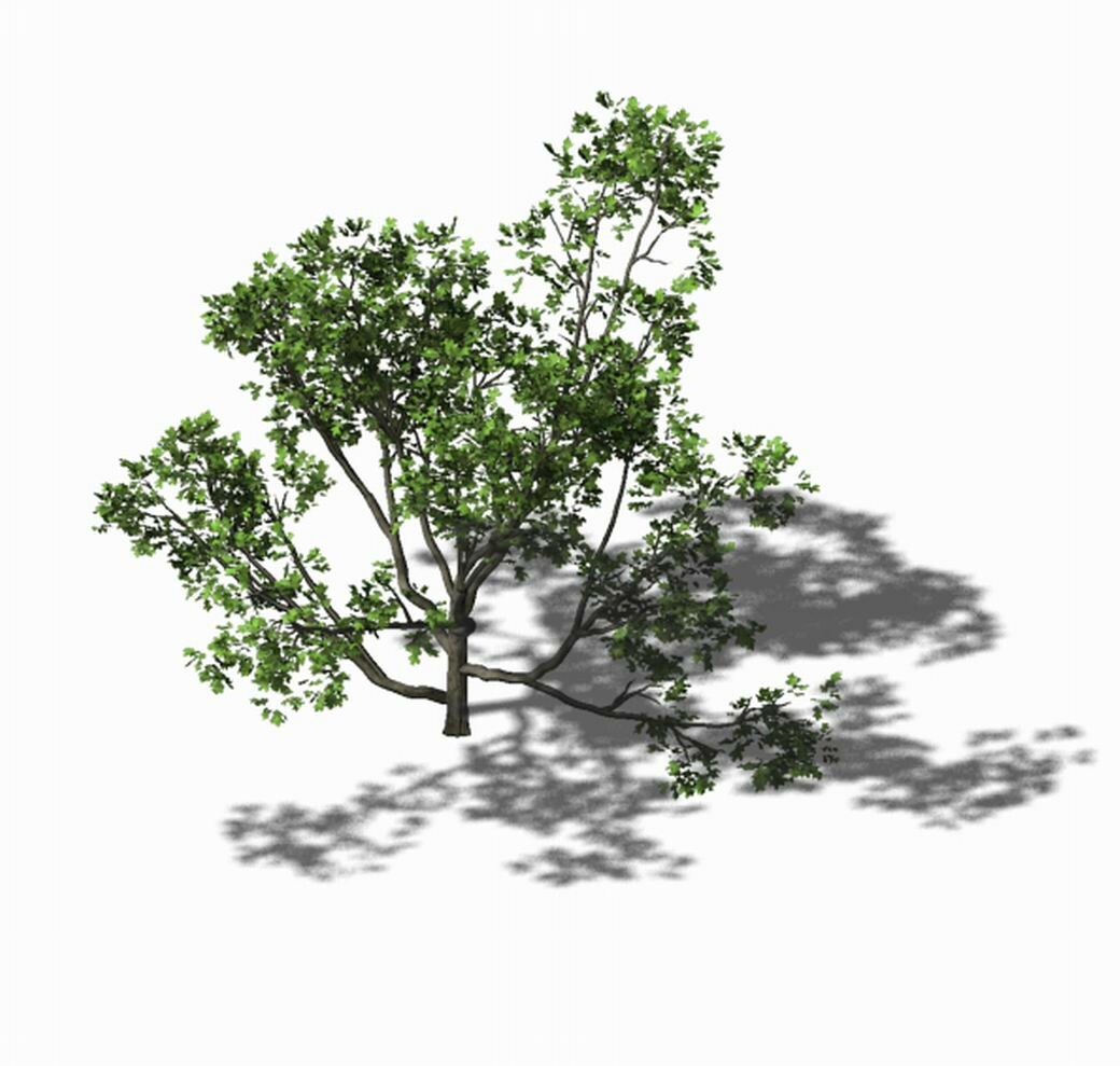 Дерево для игры. Eight trees. Evermotion archmodels vol. Texture trees alpha. Дерево 8x16.