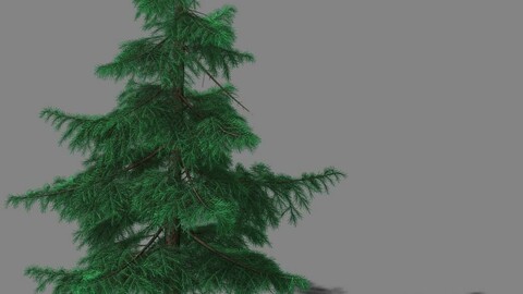 Huashan - Plant - Pine 02