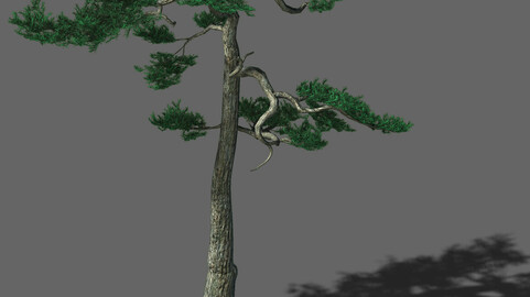 Huashan - plant - pine 03