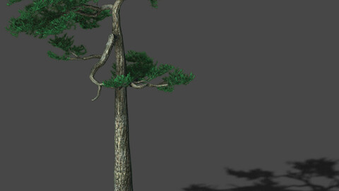 Huashan - Plant - Pine 04