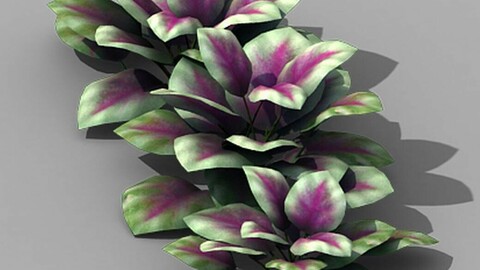 Huashan - plants - small plants 01
