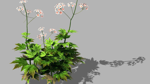 Huashan - Plants - Wildflowers 02