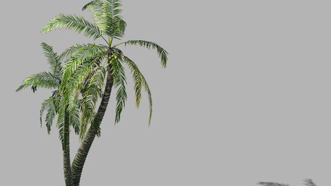 Huangguoshu Waterfall - Coconut Tree 02