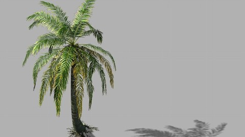 Huangguoshu Falls - coconut trees 04