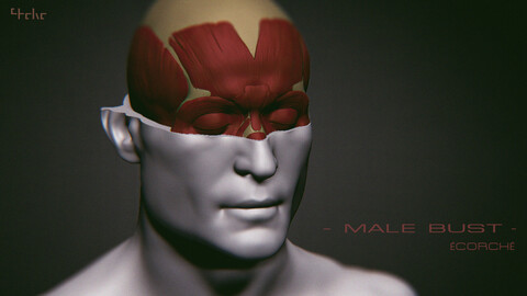 Male Bust - Anatomy