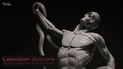 Laocoon Écorché