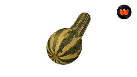 Squash Cucurbita moschata - Extreme Definition 3D Scanned Model