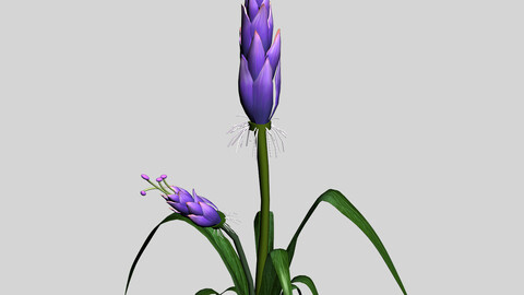 Wizard Villa - Flowers 02