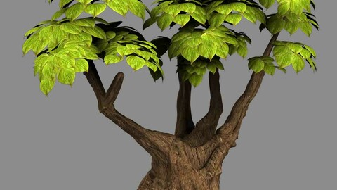Empty Mulberry - small tree -02