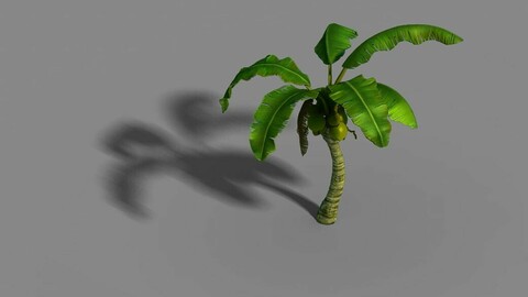 Liuli Island - coconut tree 02