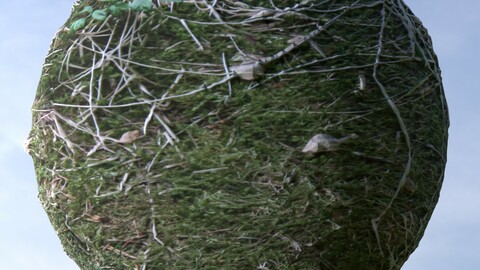 Forest Ground 4 PBR Material