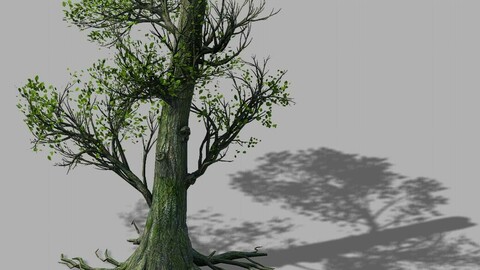 Mountain Hengshan - tree 01