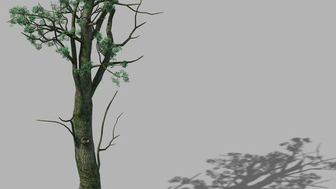 Mountain Hengshan - tree 02