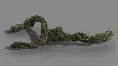 Qingyun Mountain - the trunk vine 01