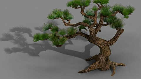 Qingyun Mountain - Pine -01