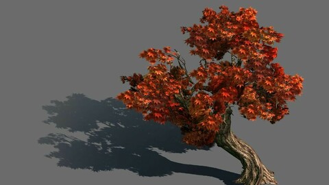 Mountain plants - shrubs 04