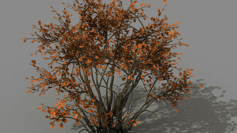 Mountain plants - shrubs 05