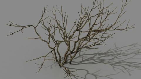 Mountain plants - shrubs 02