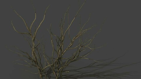 Mountain plants - dry shrubs 03