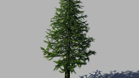 Woods - fir tree 01