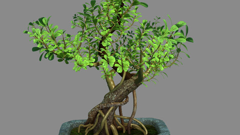 Indoor - Potted - Plants 03