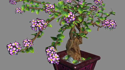 Indoor - Potted - Plants 06