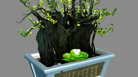 Indoor - potted plants - plants 07