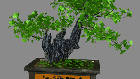 Indoor - potted plants - plants 08