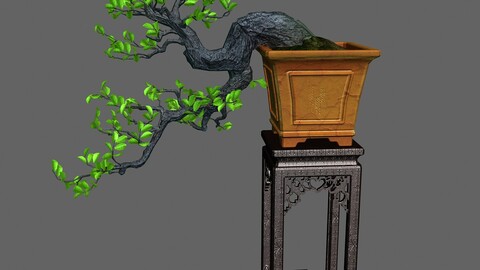 Indoor - potted plants - plants 011