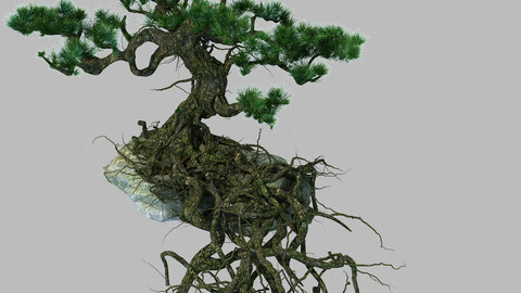 Woods - Plants - Pine 23