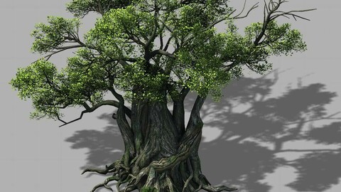 Songshan - Plants - Old trees 01