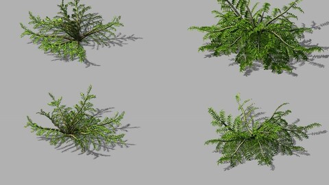 Songshan - plants - small plants