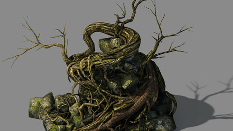 Explore the mountains - ancient trees and rocks 01