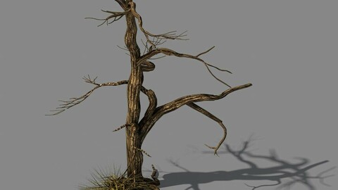 Explore the mountains - dead wood 02
