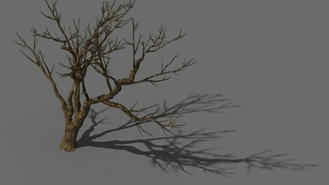 Explore the mountains - dead wood 08