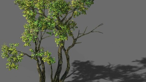 Explore the mountains - Grove 02