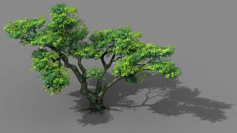 Explore the mountains - Cliff - Tree 03