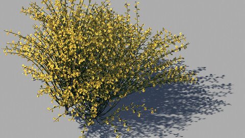 Explore the mountains - plants - shrubs 02