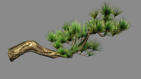 Tian Yin Temple - Pine 04