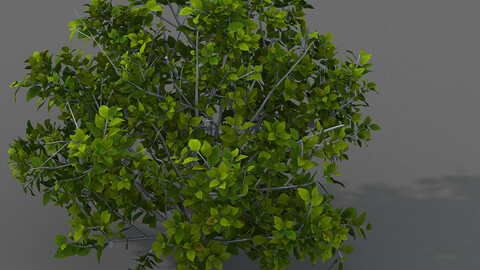 Journey to the West - shrubs 02