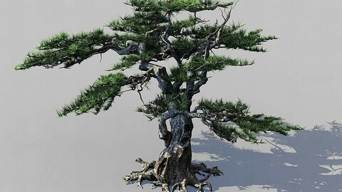 Journey to the West - Putuoshan - Pine 03