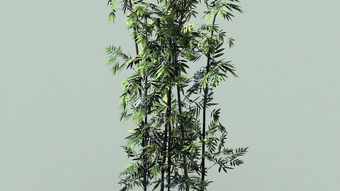 Journey to the West - Putuoshan - Bamboo 09